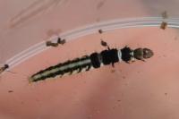 Helcystogramma