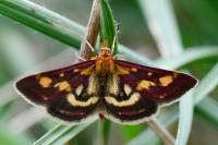Pyrausta purpuralis