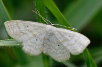 Scopula immutata
