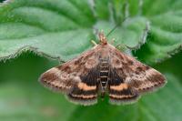 Pyrausta despicata