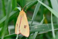Diacrisia sannio