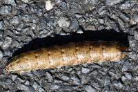 Agrius convolvuli