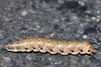 Agrius convolvuli