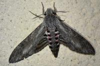 Agrius convolvuli