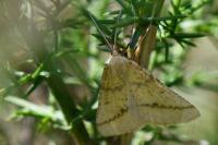 Aspitates ochrearia
