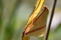 Rhodometra sacraria