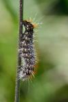 Acronicta auricoma
