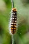 Acronicta auricoma
