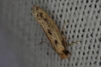 Anomalotinea liguriella