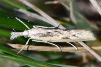 Agriphila inquinatella
