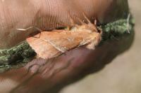 Triodia sylvina