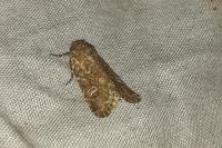 Luperina nickerlii