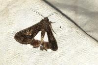 Aedia leucomelas