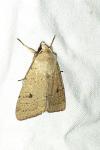 Xestia castanea