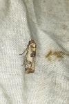 Epilecta linogrisea