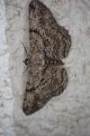Peribatodes rhomboidaria