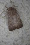 Hoplodrina ambigua