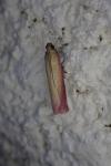 Oncocera semirubella