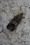 Cydia splendana