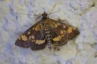 Pyrausta aurata