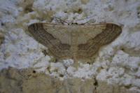 Idaea aversata