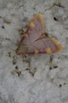 Hypsopygia costalis