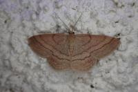 Scopula rubiginata