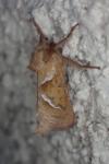 Triodia sylvina