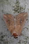 Mythimna albipuncta