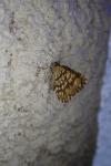 Chiasmia clathrata