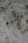 Idaea filicata
