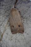 Noctua pronuba