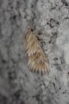 Cynaeda dentalis