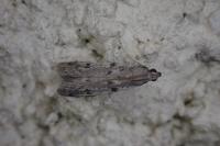 Phycitodes binaevella