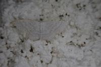 Idaea subsericeata