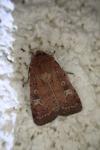 Xestia xanthographa