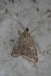 Loxostege sticticalis