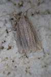 Mythimna riparia