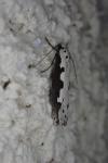 Ethmia bipunctella