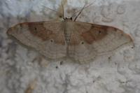Idaea degeneraria