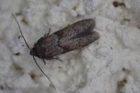 Blastobasis glandulella