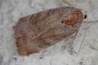 Noctua janthe / Noctua janthina