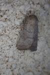 Hoplodrina ambigua