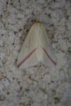 Rhodometra sacraria