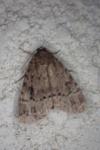 Amphipyra pyramidea