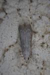 Lamoria anella