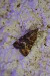 Pyrausta despicata