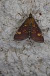 Pyrausta aurata