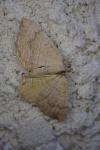 Camptogramma bilineata