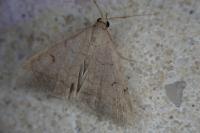 Zanclognatha lunalis